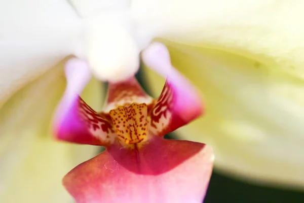 stock image beautiful orchid flower blooming, Beautiful flower garden