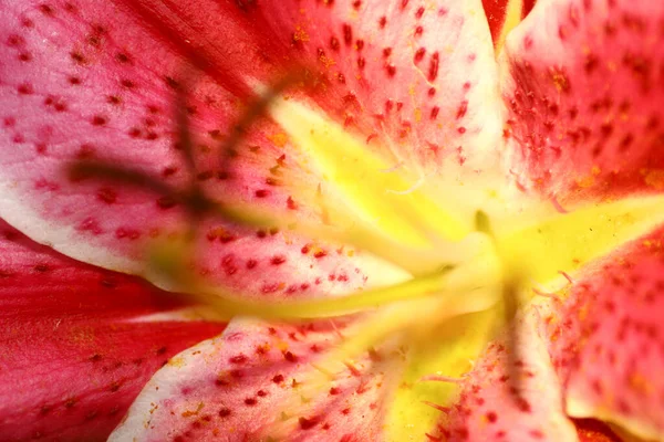 Beautiful Lily Flower Green Leaves Back Ground — Stock Photo, Image