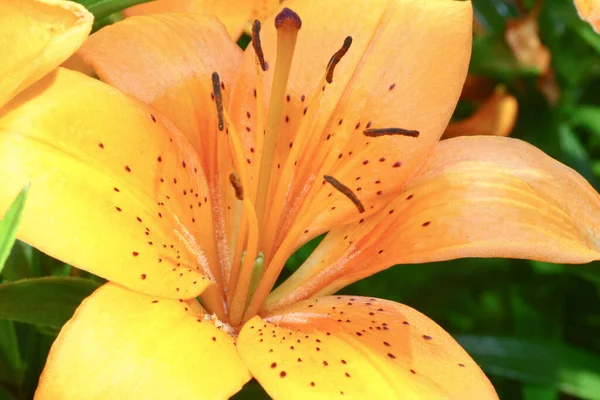 Красивая Лили Цветок Зеленом Фоне Листьев — стоковое фото