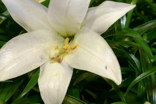 Flor Blanca Lirio Sobre Fondo Hojas Verdes —  Fotos de Stock