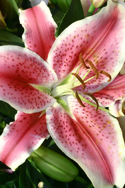 Une Belle Fleur Lis Sur Fond Feuilles Vertes — Photo