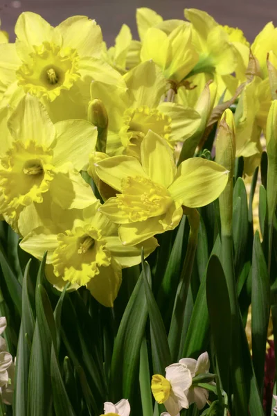 Daffodi Isolato Fondo Natre — Foto Stock