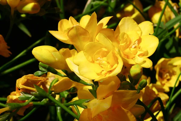 Wieczorny Pierwiosnek Oenothera Macrocarpa Ogrodzie — Zdjęcie stockowe