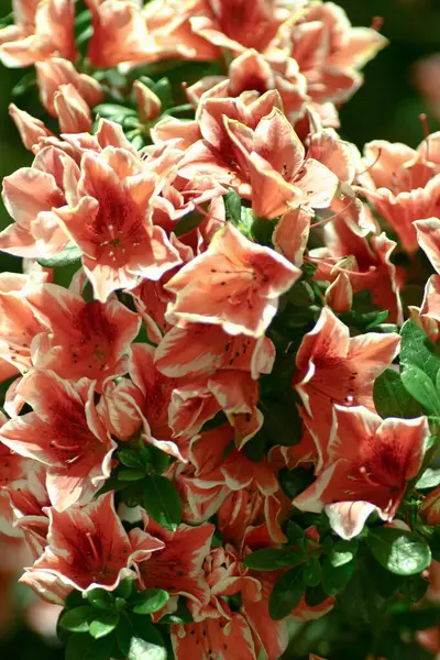 Rhododendron Hybrida Garden — Stock Photo, Image