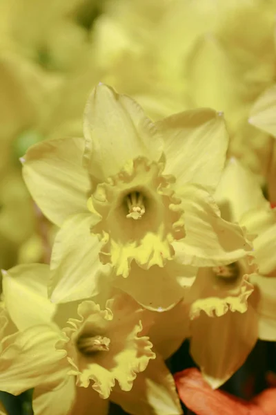 Daffodi Isolé Sur Fond Natre — Photo