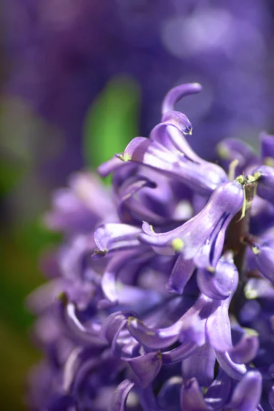 Fermer Hyacinthus Orientalis Stand Vente Exposition — Photo