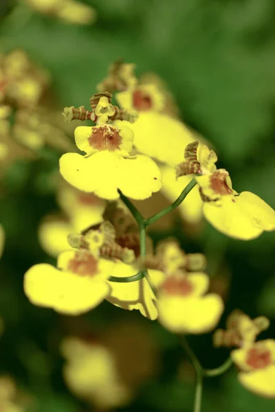 Prachtige Bloementuin Mooie Orchideeën Lente — Stockfoto