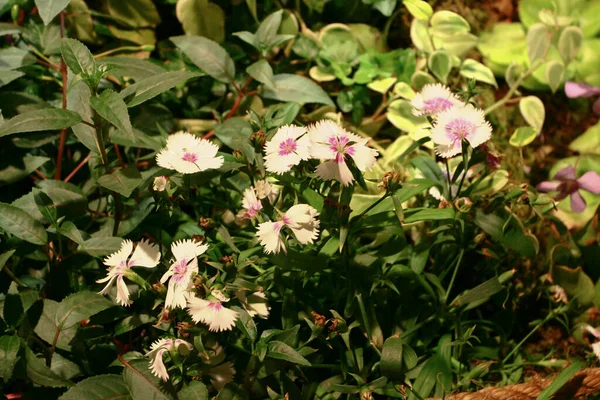 Kvetoucí Karafiát Sláva Růžová Květina Dianthus Caryophyllus — Stock fotografie
