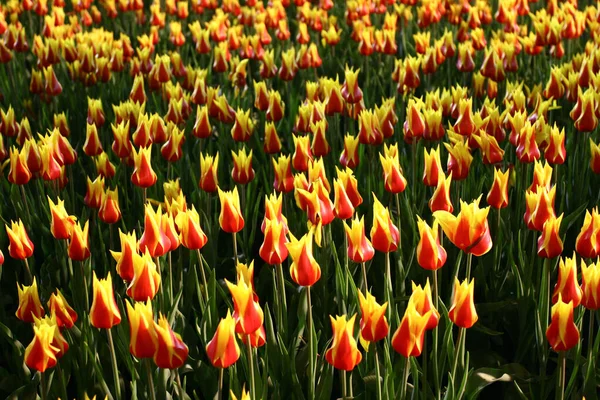 Закриття Поля Тюльпанів Виставкою Квітів Кексів — стокове фото