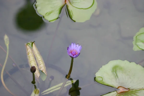 Березня 2005 Квітуча Вода Квітка Лілії Над Зеленою Землею — стокове фото