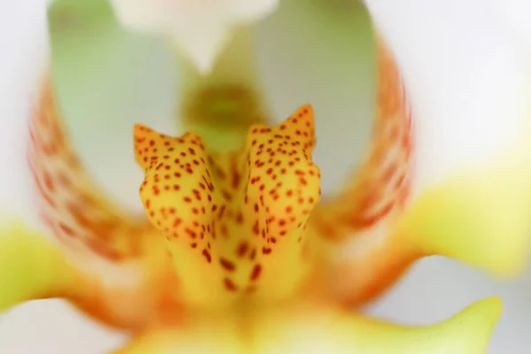 Marzo 2005 Bello Fiore Del Orchid Che Fiorisce Giardino Bello — Foto Stock