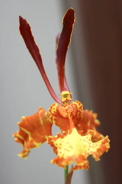 Березня 2005 Красива Квітка Орхідеї Квітучий Красивий Квітник — стокове фото