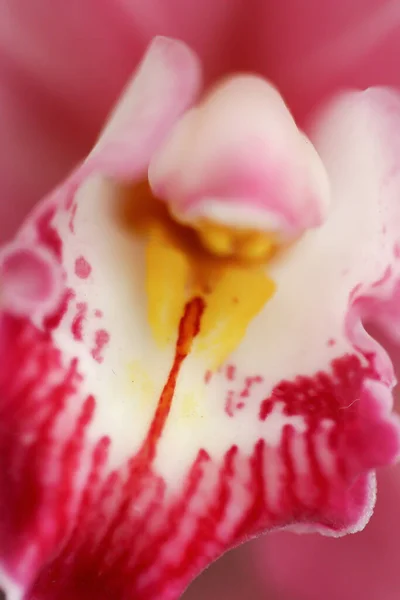 Marzo 2005 Bello Fiore Del Orchid Che Fiorisce Giardino Bello — Foto Stock