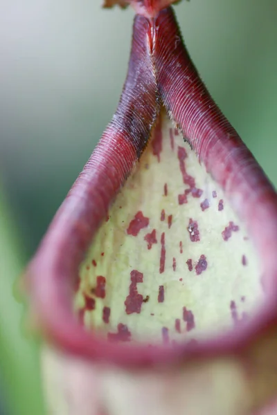 Primer Plano Planta Nepenthes Cúpula Del Bosque Nuboso Gardens —  Fotos de Stock