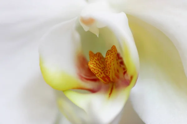 März 2005 Schöne Orchideenblume Blüht Schöner Blumengarten — Stockfoto