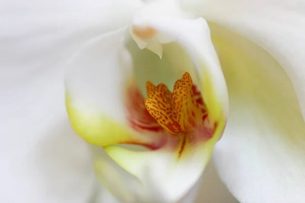2005年3月27日美丽的兰花绽放 美丽的花园 — 图库照片