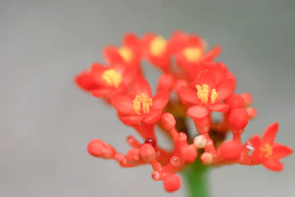 Mars 2005Kalanchoe Fleur Dans Jardin — Photo