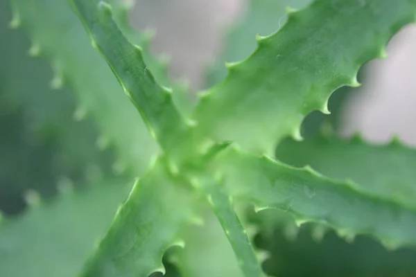 苏格兰人植物的宏观 自然界的背景 — 图库照片