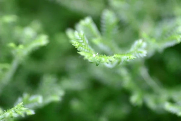 Sulu Bitkinin Macro Doğanın Arka Planı — Stok fotoğraf