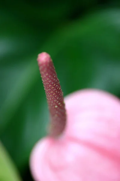 Anthurium Fiore Forma Cuore Rosa Natura — Foto Stock