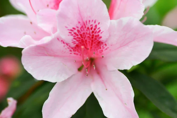 Maart 2005 Een Prachtige Rododendron Bloem Voorjaarstuin — Stockfoto