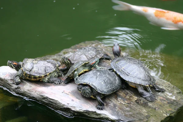 März 2005 Die Testudines Teich Hongkong Park — Stockfoto