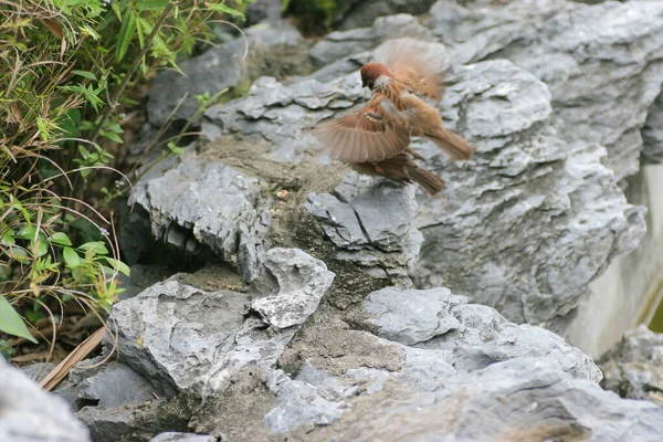 Sparrow Couple Copulating Stone — Stok fotoğraf