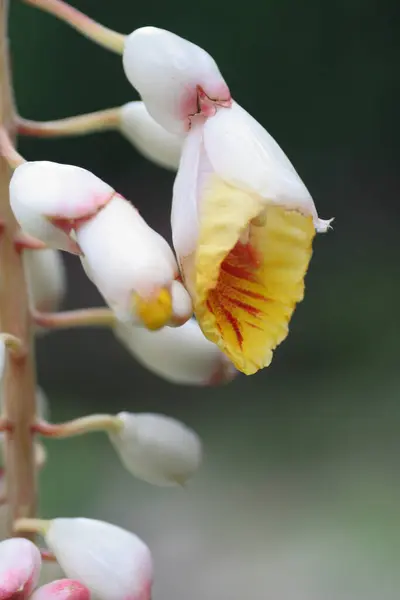Izolované Orchidej Květiny Přírodním Pozadí — Stock fotografie