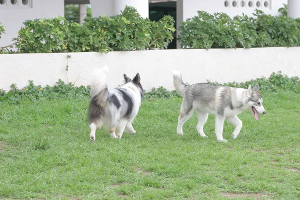 Μπορεί 2005 Σκυλί Στο Sai Kung Hong Kong — Φωτογραφία Αρχείου