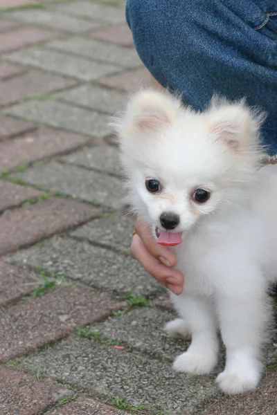 2 may 2005 the dog  at the sai kung , hong kong