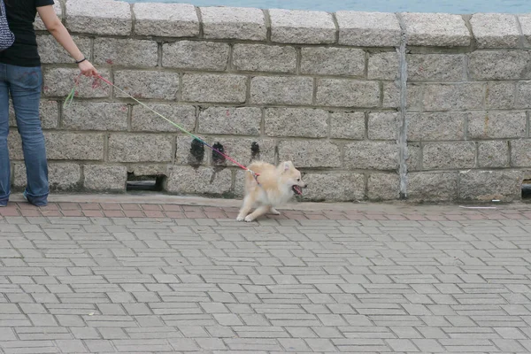 May 2005 Dog Sai Kung Hong Kong — Stock Photo, Image