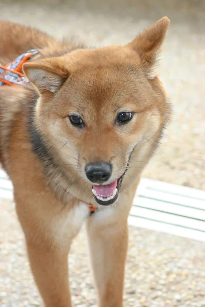 May 2005 Dog Sai Kung Hong Kong — Foto de Stock