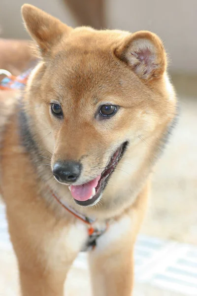 五年五月二日在香港赛康的狗只 — 图库照片