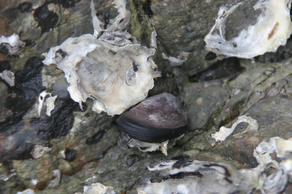 Gänsemuscheln Und Muscheln Den Felsen Der Galicischen Küste — Stockfoto