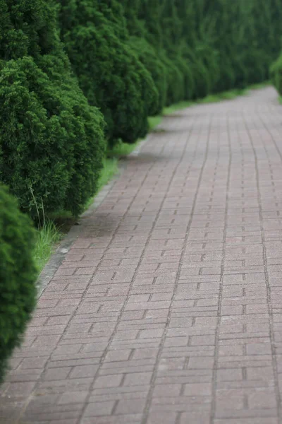 Avenue Beech Trees Empty Bench Green Park — Stok fotoğraf