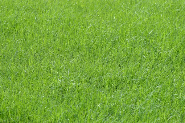 May 2005 Lush Green Grass Meadow Back Ground Nature — Fotografia de Stock