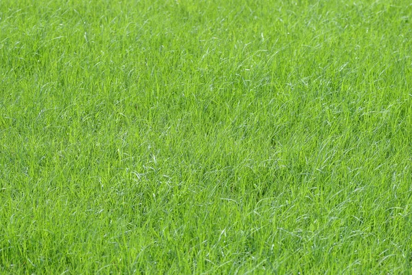 May 2005 Lush Green Grass Meadow Back Ground Nature — Foto Stock