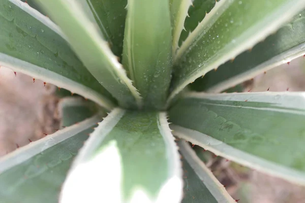 Plants Nature Back Ground — Stock Photo, Image