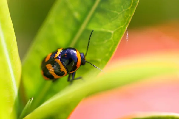 Close Insecta Coccinellidae Nature Theme — Stock Photo, Image