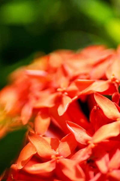 Flor Rubiaceae Ixora Coccinea Flor Jardín —  Fotos de Stock