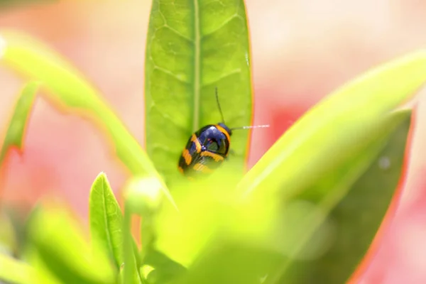 Zblízka Hmyzu Coccinellidae Příroda Téma — Stock fotografie