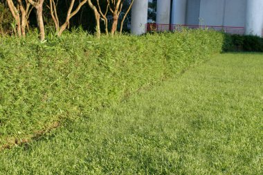 22 Mayıs 2005 doğanın arka planında yolu olan çimler.