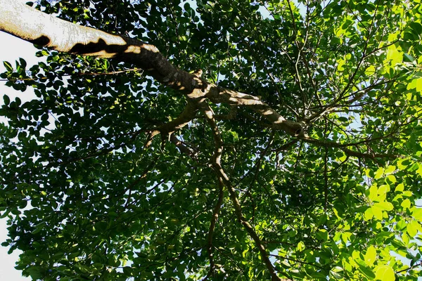 Close Tree Lef Nature — Fotografia de Stock