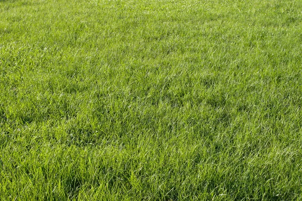 May 2005 Lush Green Grass Meadow Back Ground — Stock Photo, Image