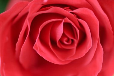 8 Haziran 2005 Bahçedeki Güzel Gül Çiçeği. Gül çiçeği arkaplanı.