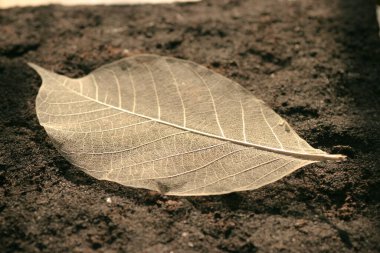 8 Haziran 2005 Dünya üzerindeki bir ağacın iskeletleşmiş yaprağı.