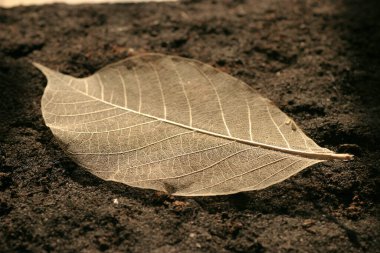 8 Haziran 2005 Dünya üzerindeki bir ağacın iskeletleşmiş yaprağı.