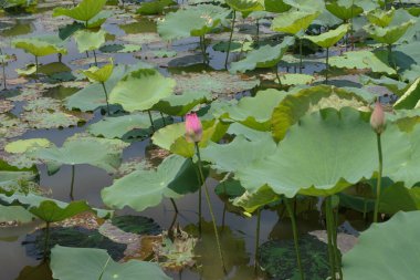 Lotus field at Tin Shui Wai, hong kong
