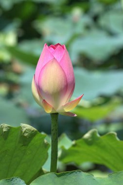the Pink Lotus flower at Lotus field pond