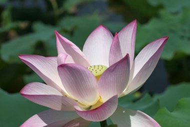 the Pink Lotus flower at Lotus field pond